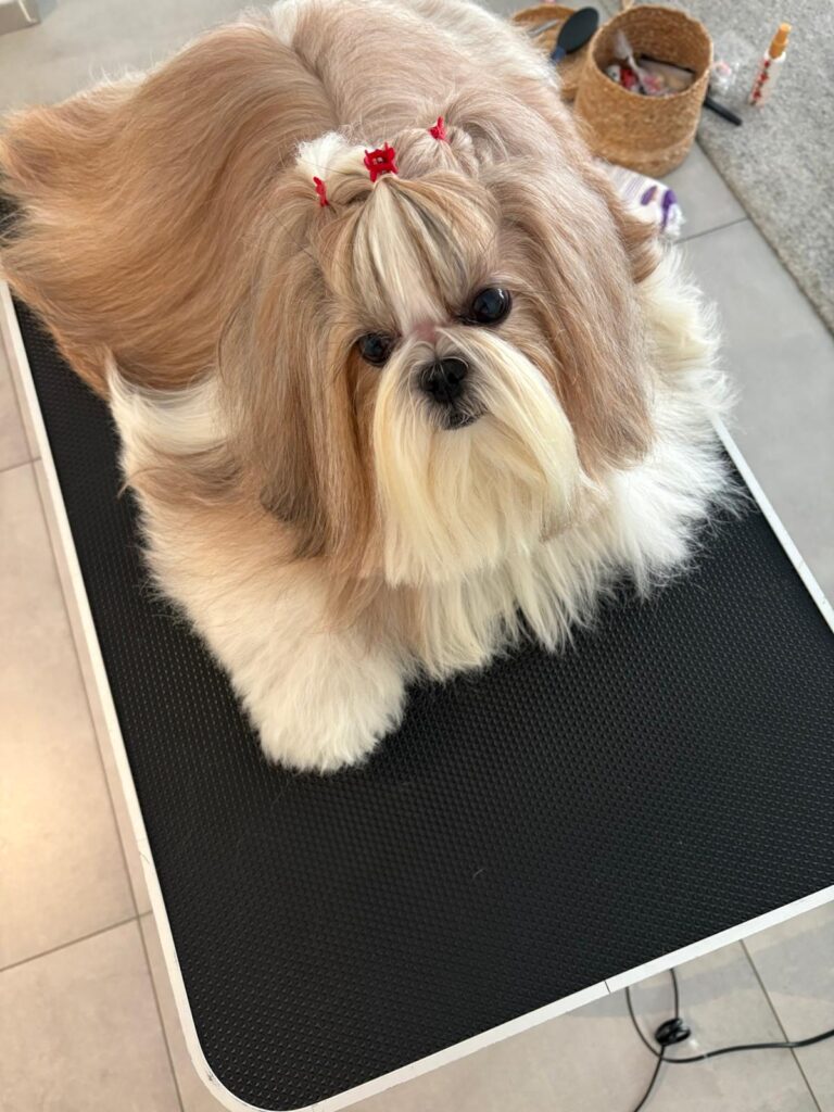 Bell, a cream and tan Shih Tzu, sitting on a grooming table with a brushed-out coat and red ties in a topknot, looking up at the camera