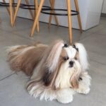 Bell, the Shih Tzu behind LookDog