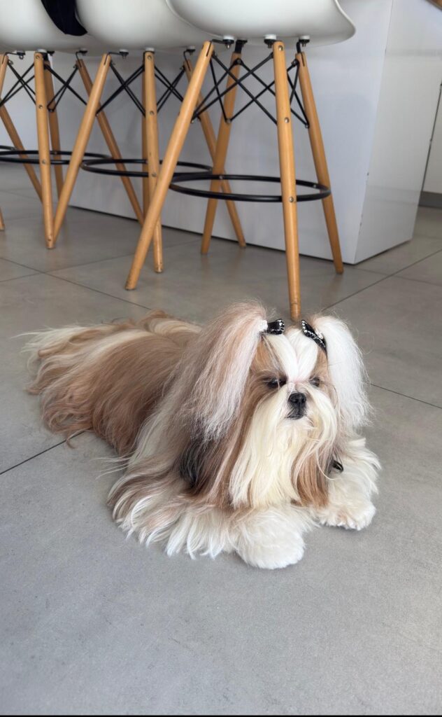 Bell, a cream and tan Shih Tzu, lying on a grey tiled floor with his long coat brushed out and his hair tied up in two topknots