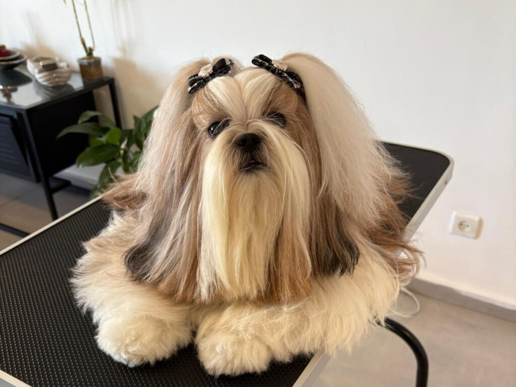 Shih Tzu lying calmly and still on a non-slip grooming table