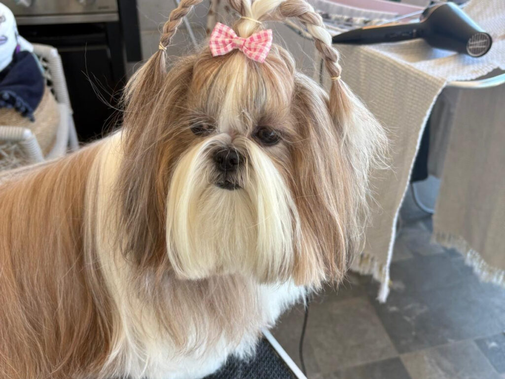 Shih Tzu standing on a black non-slip grooming mat with her hair braided back from her face