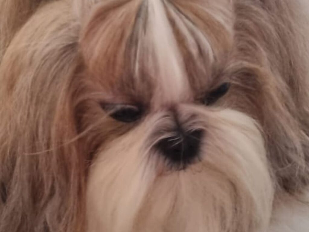 Close-up of Bell, a gold and white Shih Tzu, showing the fur under her eyes