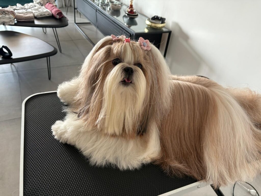Shih Tzu with a long full coat lying on a black non-slip grooming table