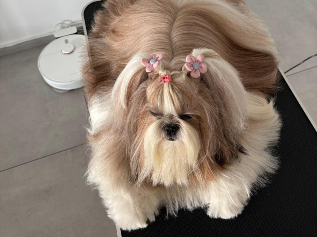 Shih Tzu seen from above on a grooming table, long coat parted down the middle of her back