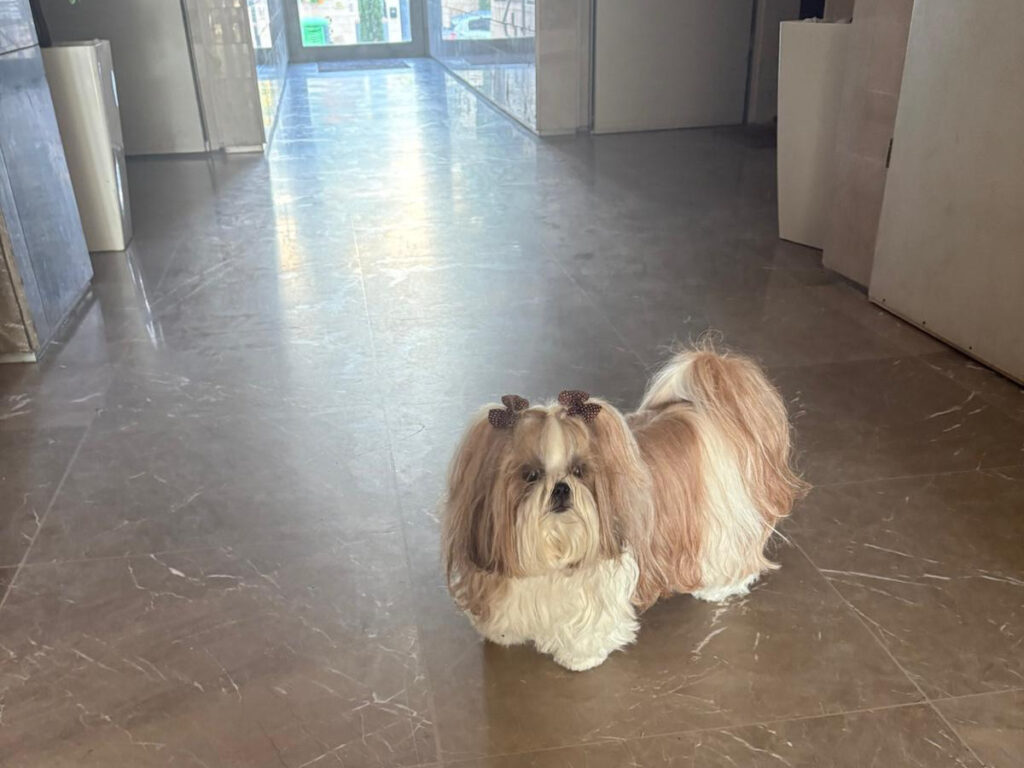 Small Shih Tzu standing on a polished marble floor in a long building lobby