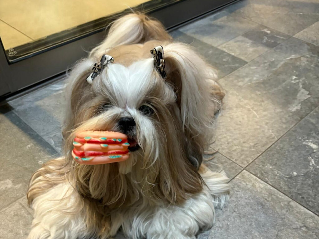 Shih Tzu holding a pink and orange rubber macaron chew toy in her mouth