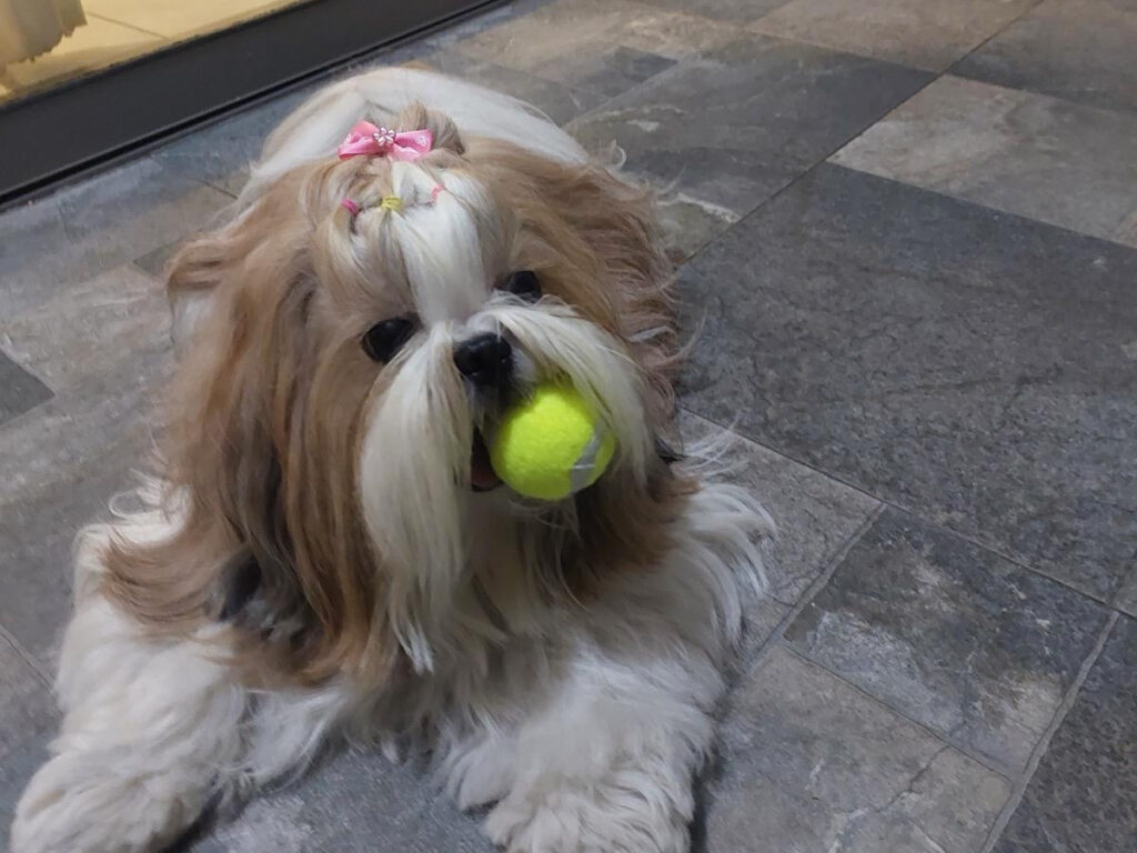 Shih Tzu holding a yellow tennis ball in her mouth on a stone floor