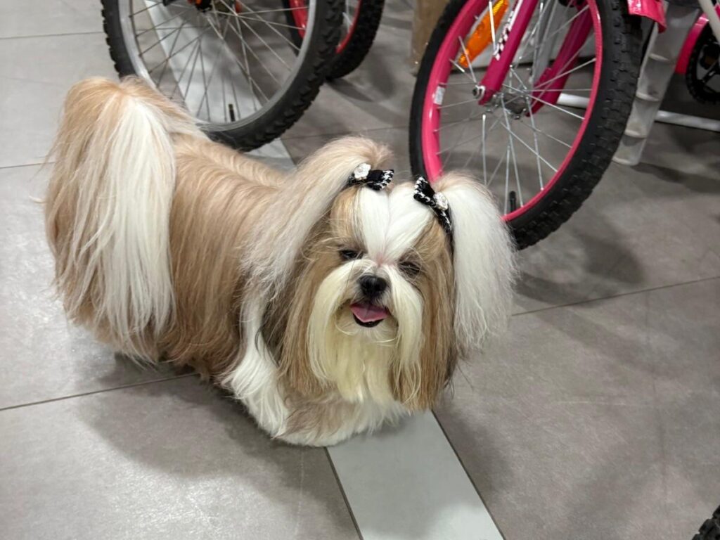 Bell, a cream and white Shih Tzu with black bows, standing in a bicycle shop